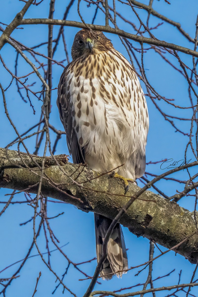 Cooper's Hawk - ML646310960