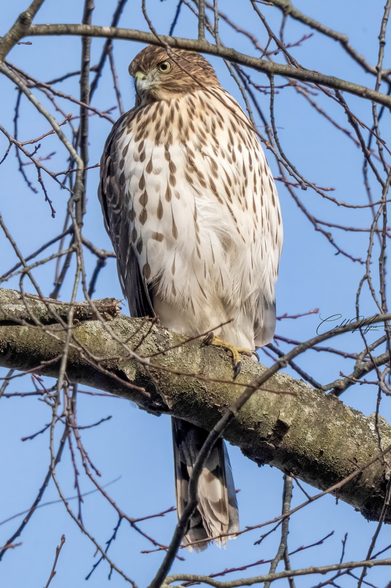 Cooper's Hawk - ML646310962