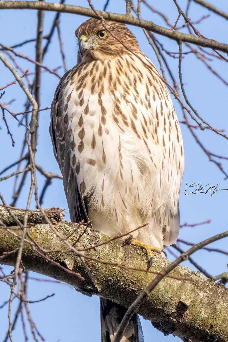 Cooper's Hawk - ML646310963