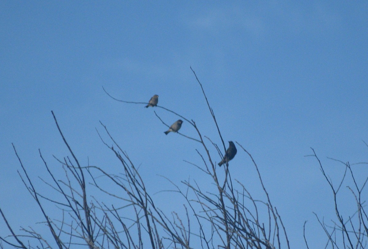 Gorrión Común - ML646310964