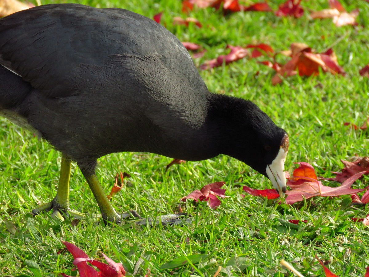 Лиска американська (червонобляшкова) - ML646310965