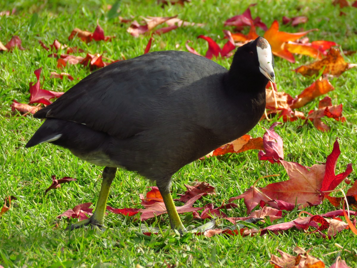 Лиска американська (червонобляшкова) - ML646310966