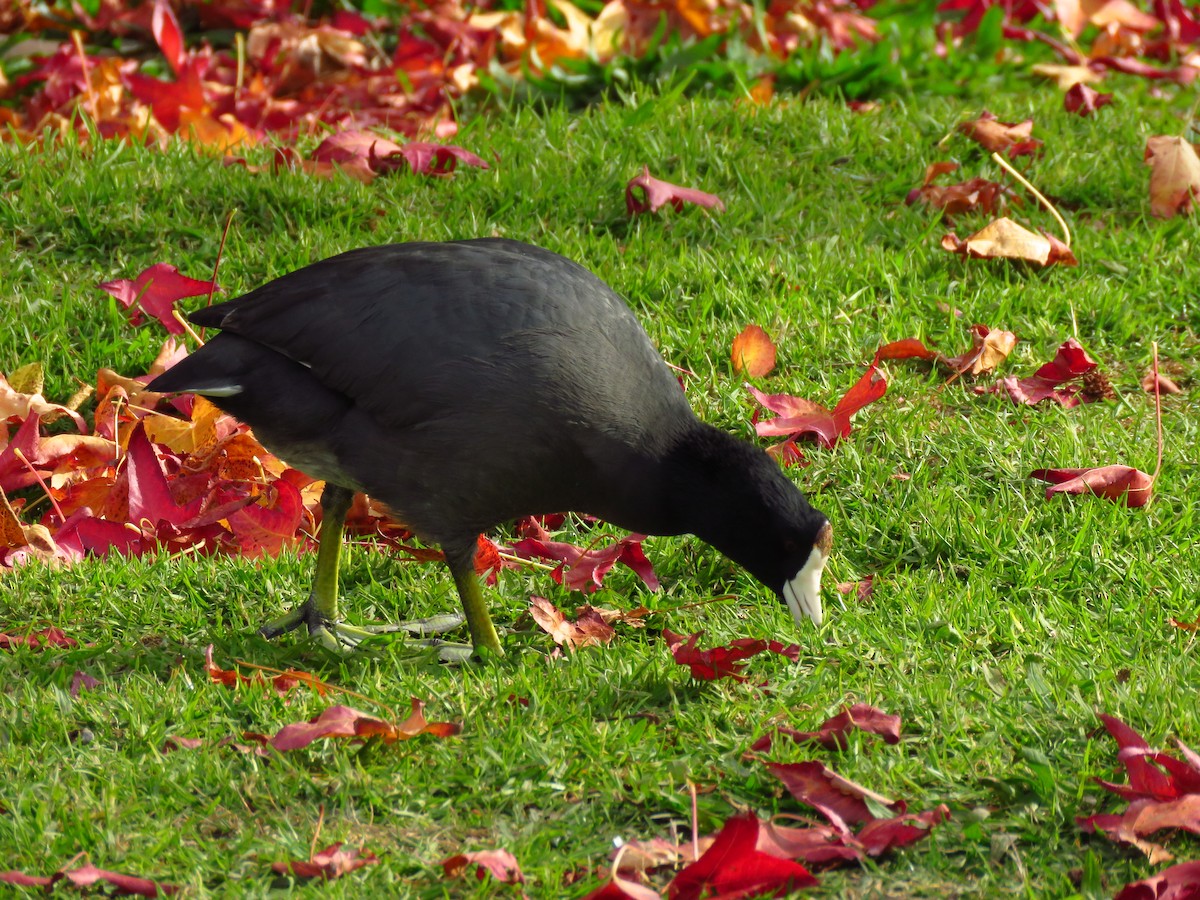 Лиска американська (червонобляшкова) - ML646310967