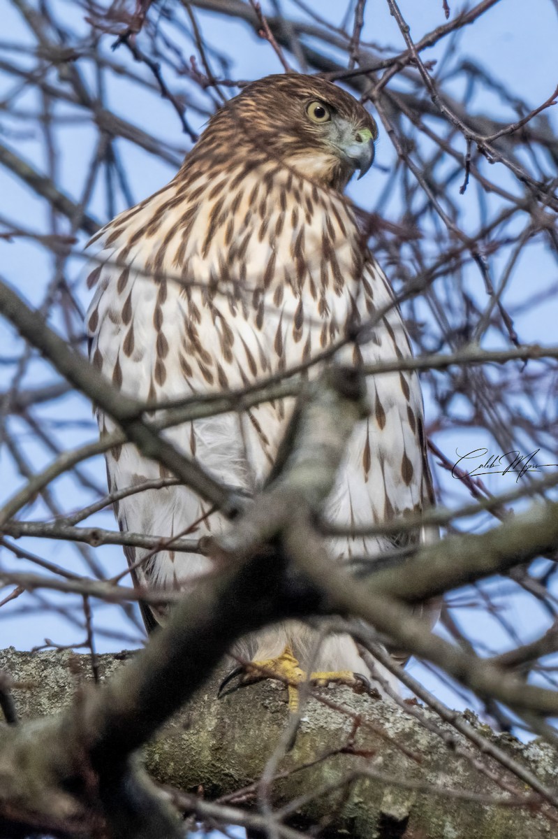 Cooper's Hawk - ML646310968