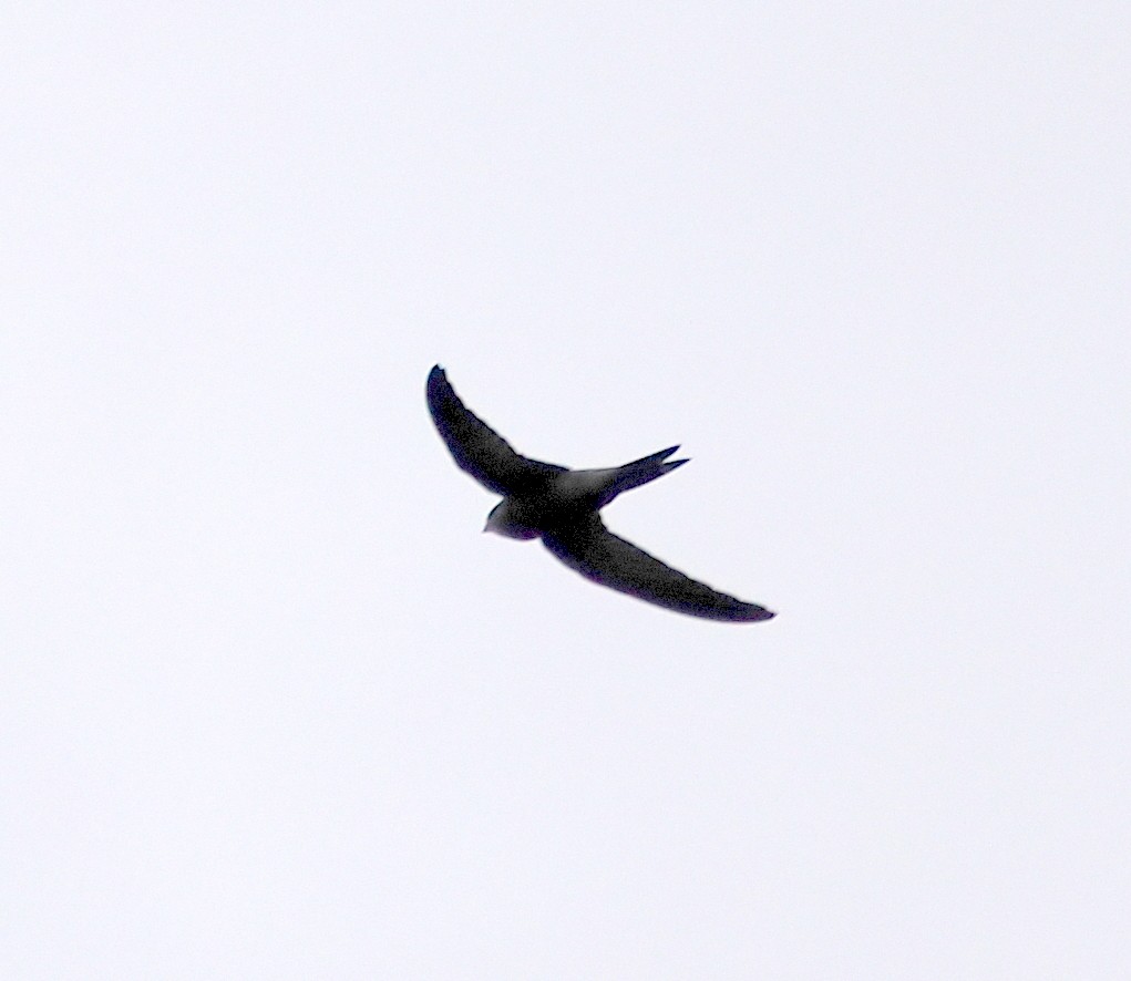Pallid Swift - ML646310971
