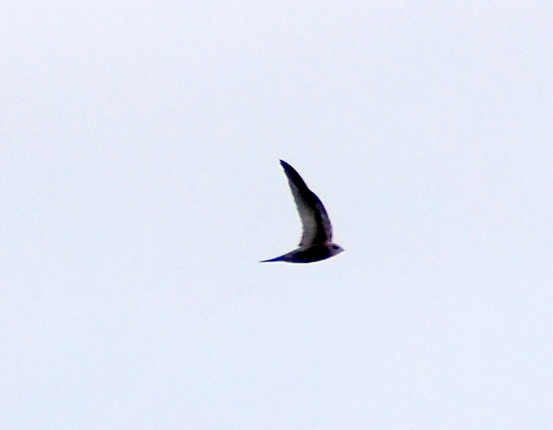 Pallid Swift - ML646310972