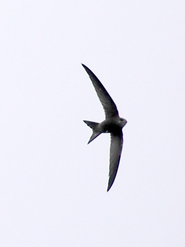Pallid Swift - ML646310973
