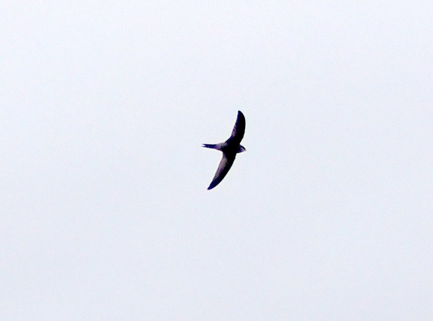 Pallid Swift - ML646310974