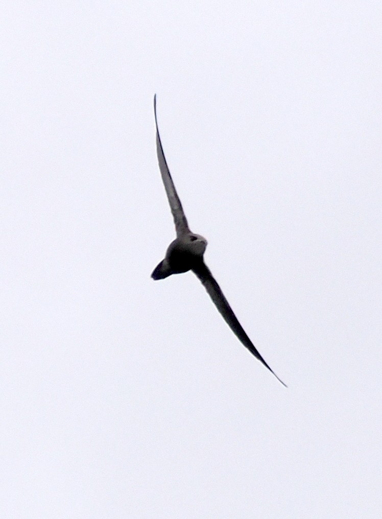 Pallid Swift - ML646310975