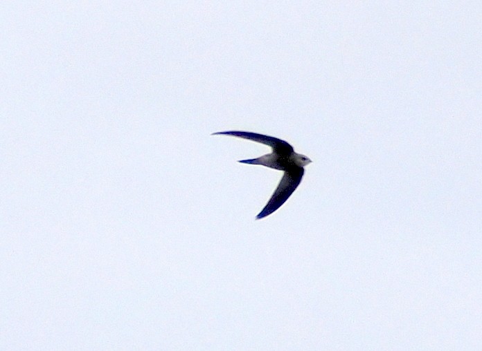 Pallid Swift - ML646310976
