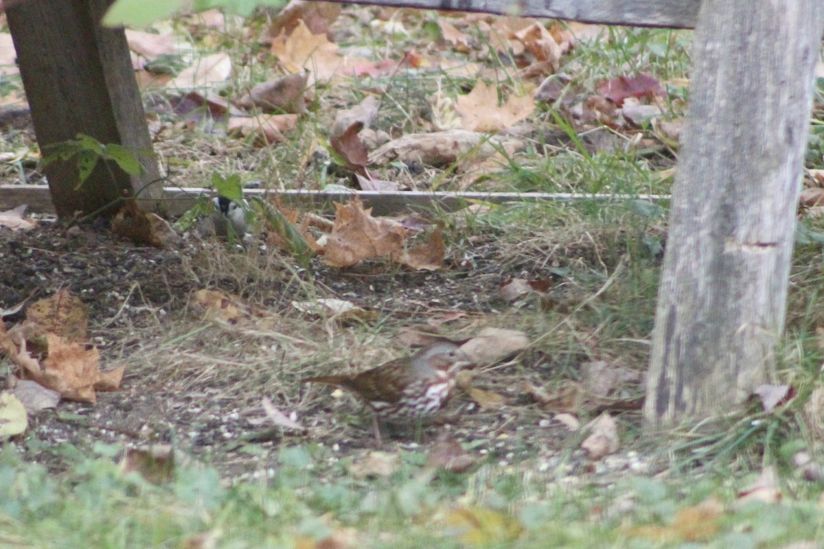 Fox Sparrow (Red) - ML646310977