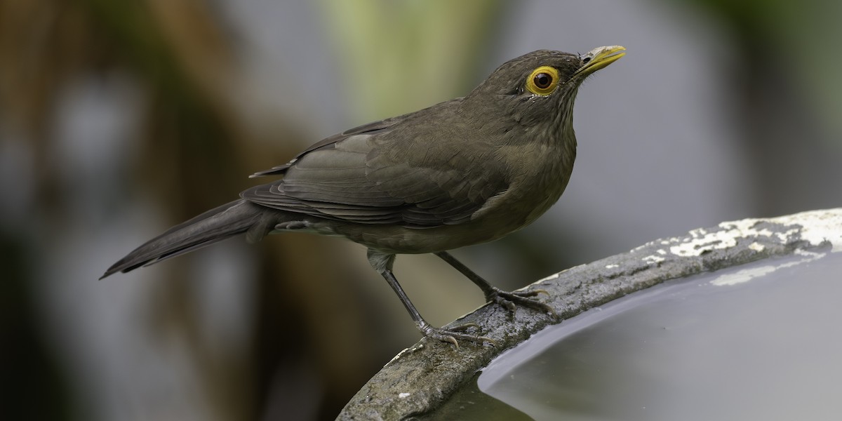 Желтоглазый дрозд - ML646310978