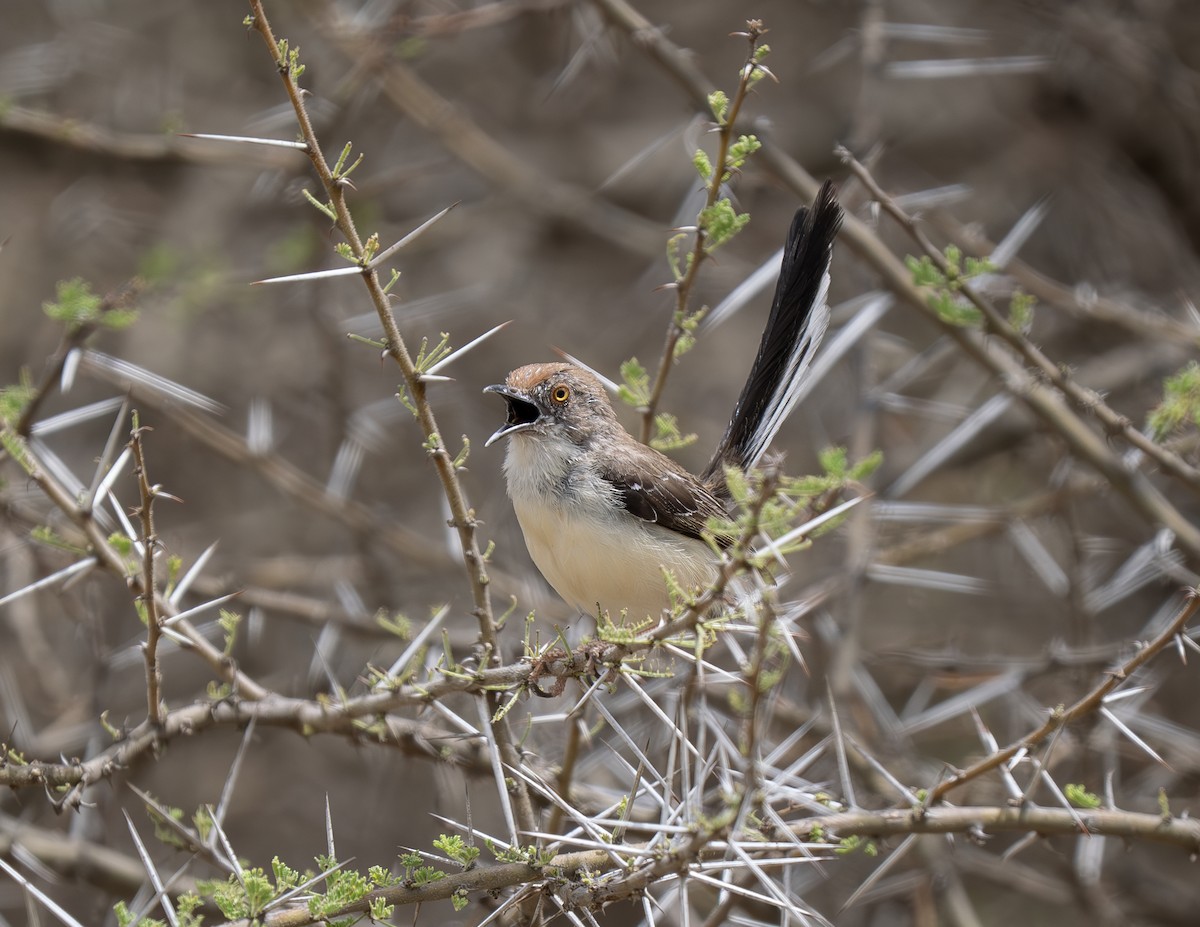 Red-fronted Prinia - ML646310979