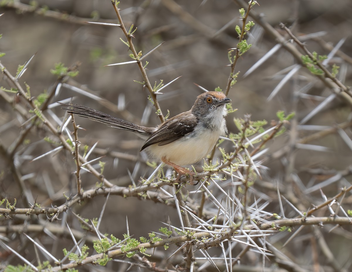 Red-fronted Prinia - ML646310980