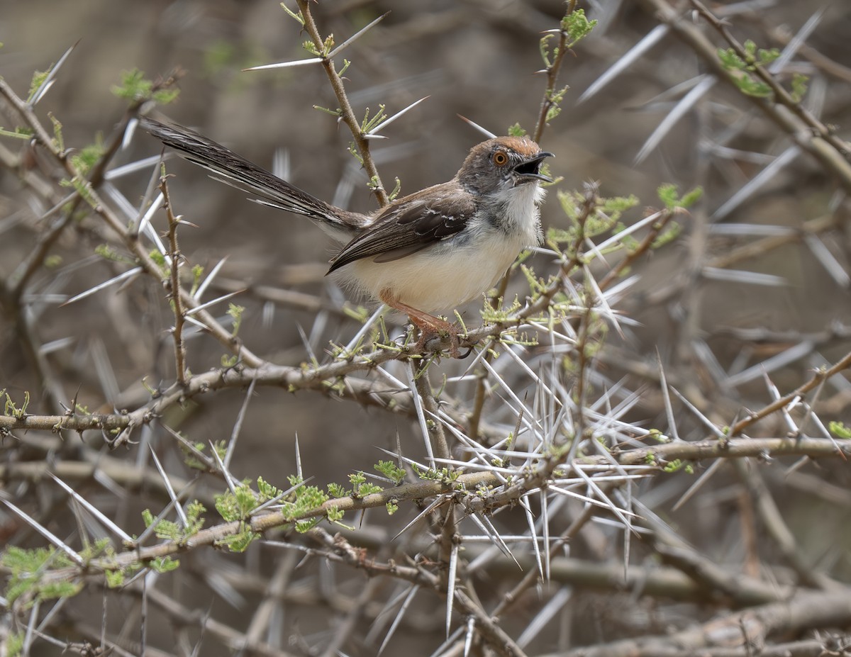 Red-fronted Prinia - ML646310981