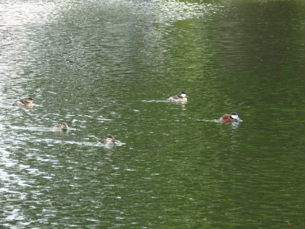 kachnice kaštanová - ML646310984