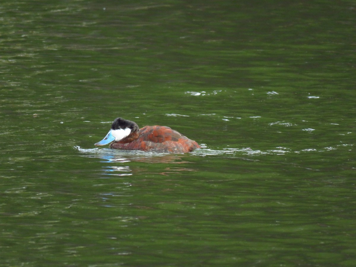 kachnice kaštanová - ML646310985