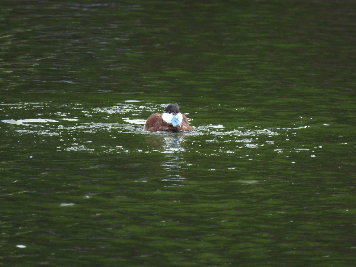 kachnice kaštanová - ML646310986