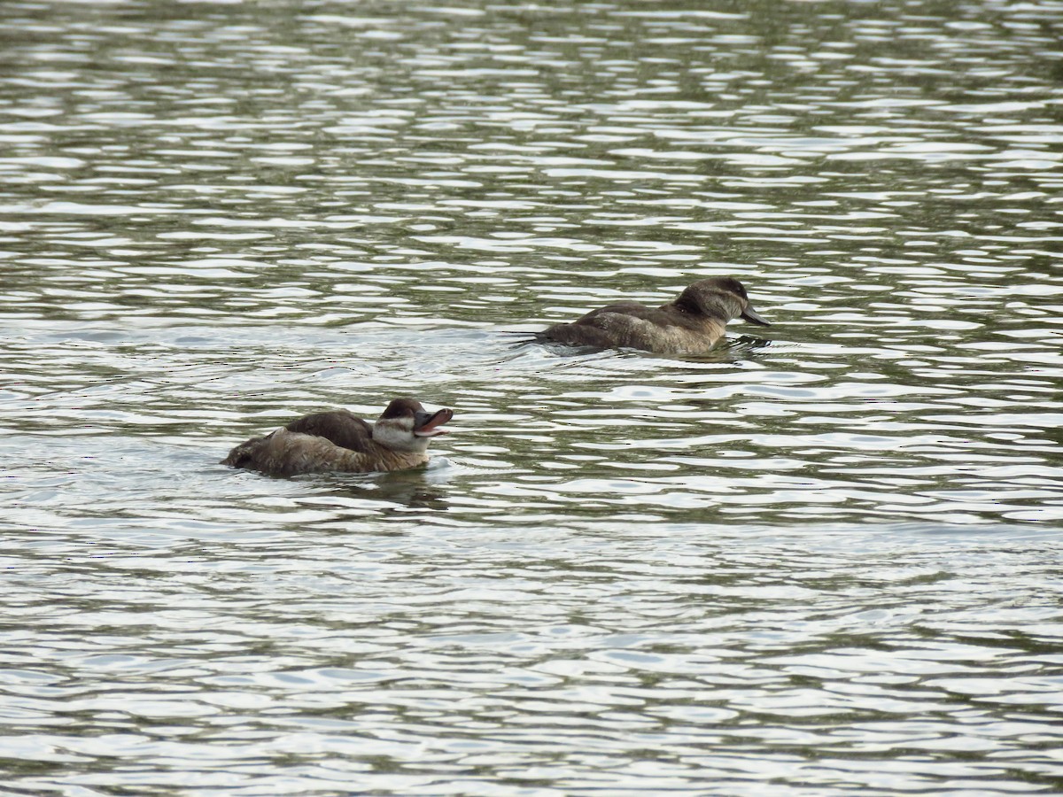 kachnice kaštanová - ML646310991