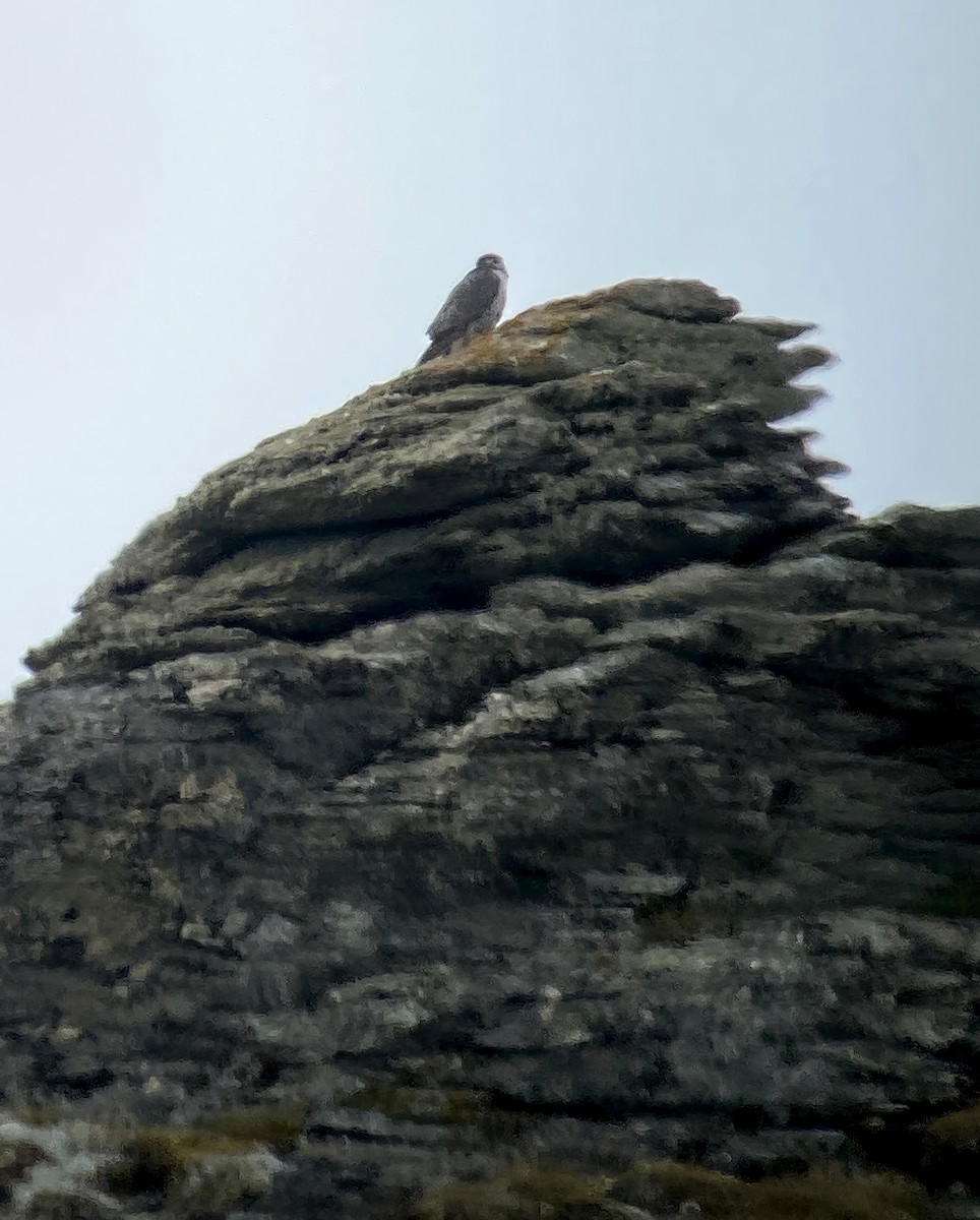 jaktfalk - ML646310992