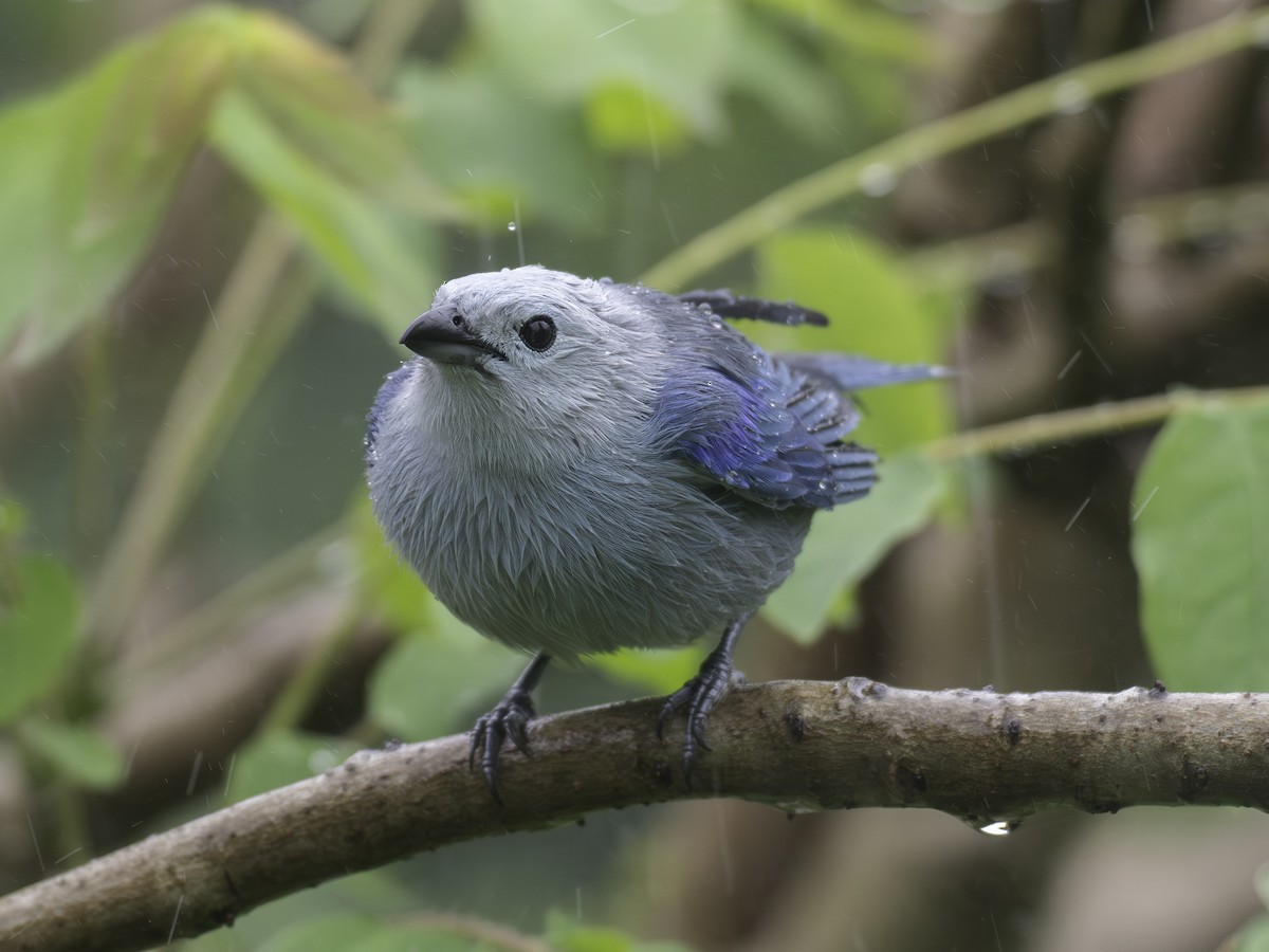 Blue-gray Tanager - ML646310994