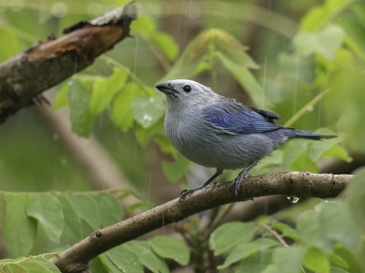 Blue-gray Tanager - ML646310995