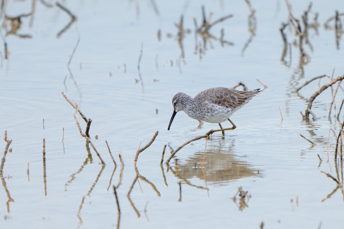 Stilt Sandpiper - ML646310996