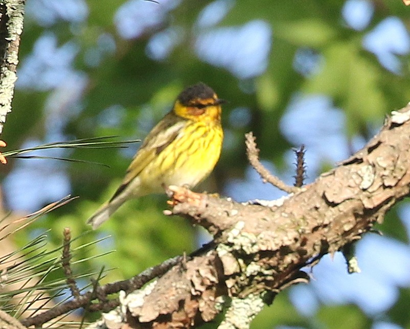 Cape May Warbler - ML646310997