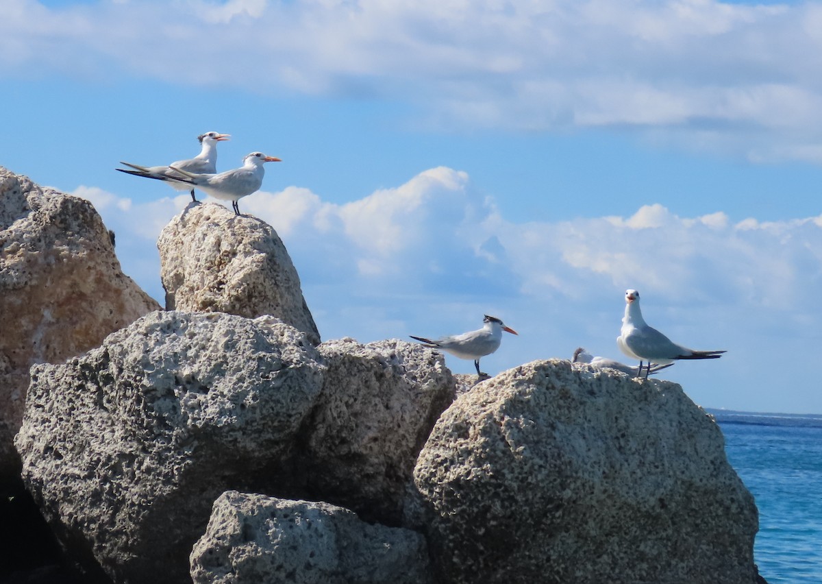 Крячок королівський - ML646310998