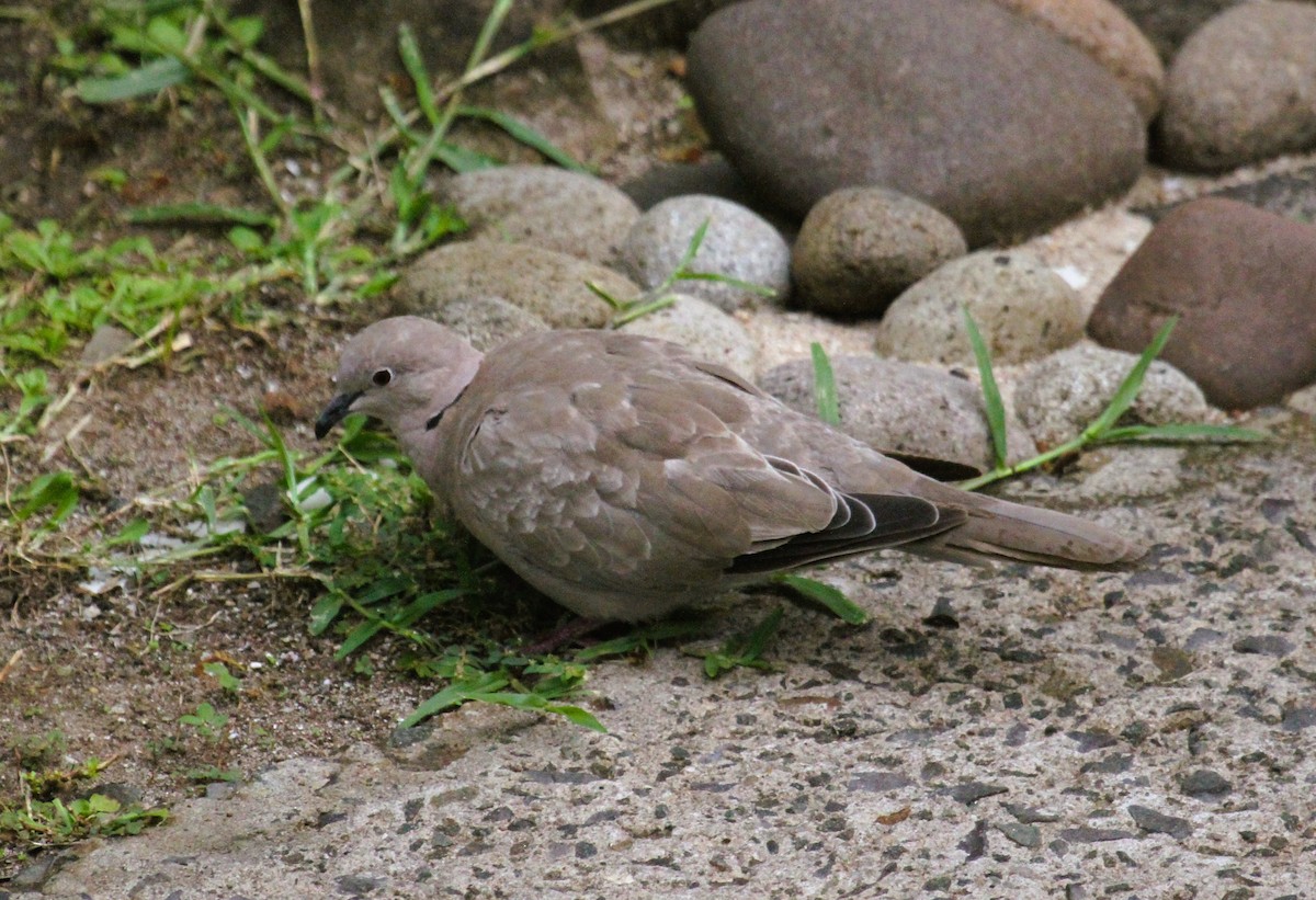 Tourterelle turque - ML646310999