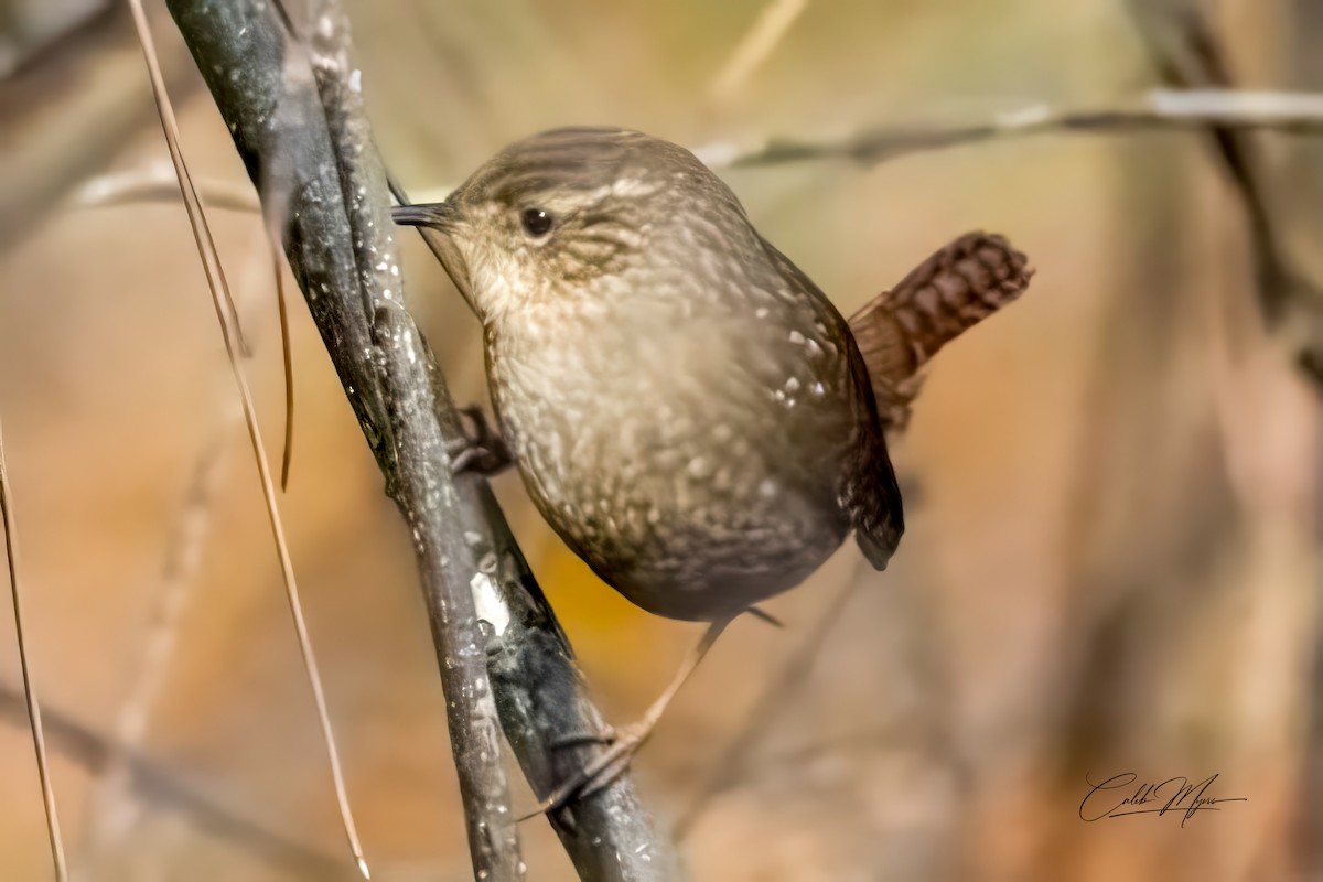 フユミソサザイ - ML646311000