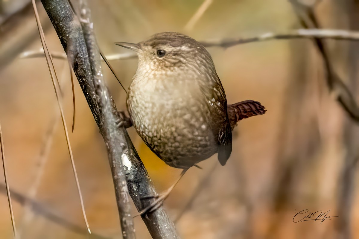 フユミソサザイ - ML646311001