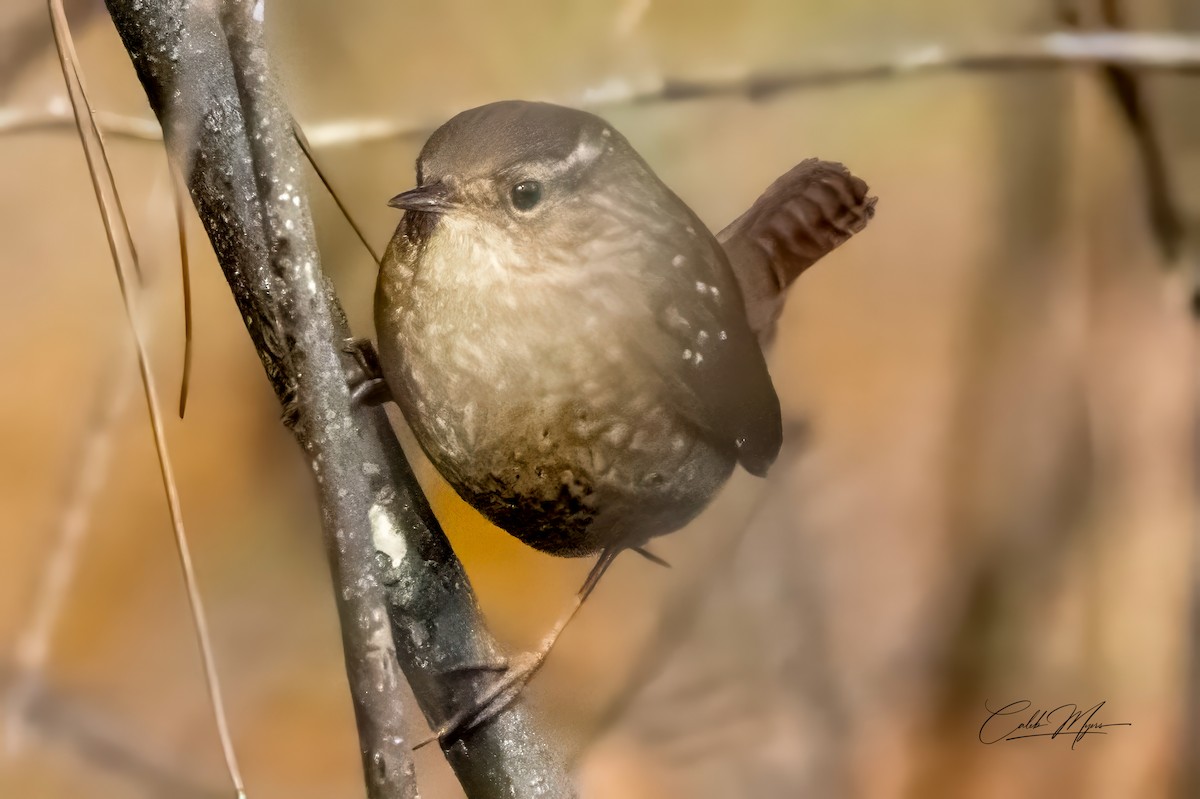 フユミソサザイ - ML646311002