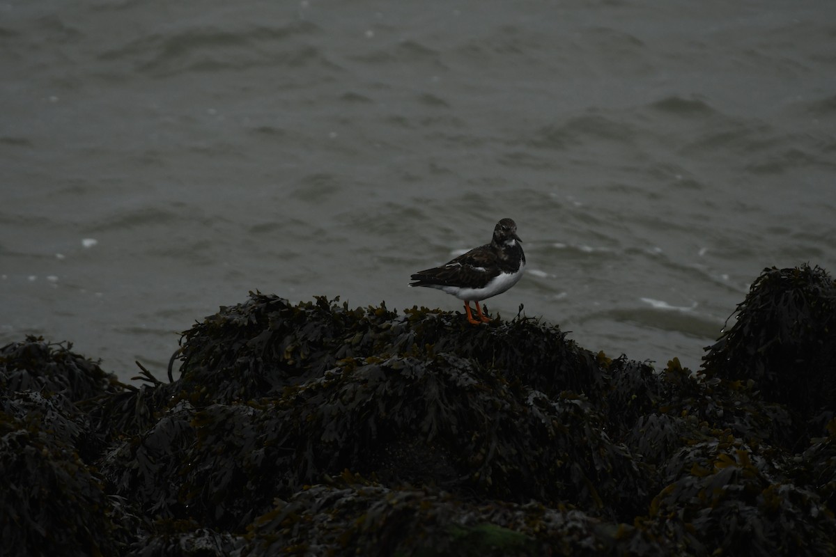 kamenáček pestrý - ML646311006