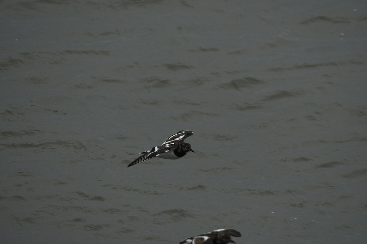 kamenáček pestrý - ML646311007