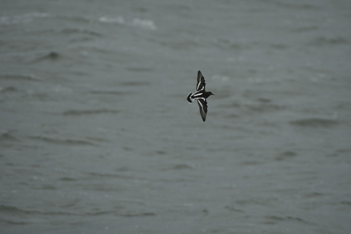 kamenáček pestrý - ML646311008