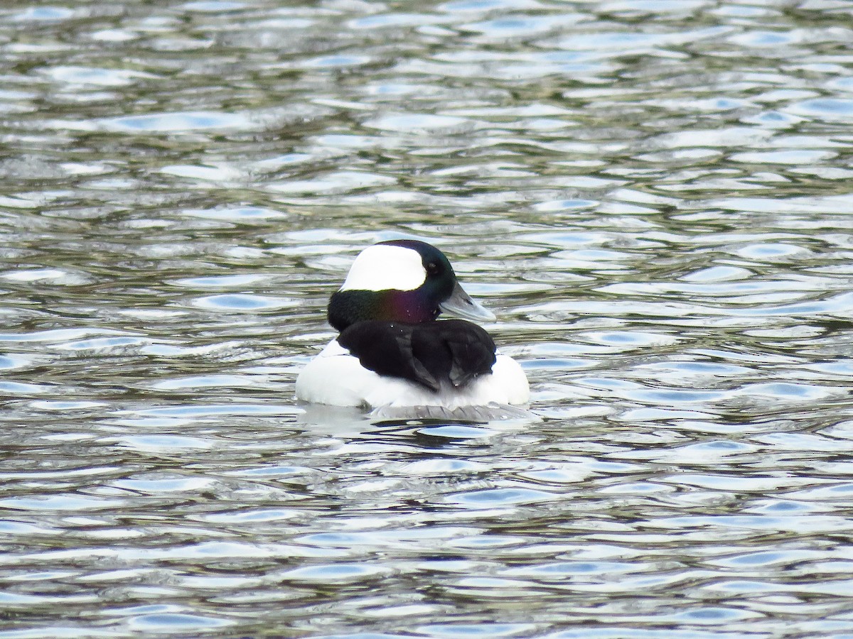 hohol bělavý - ML646311011