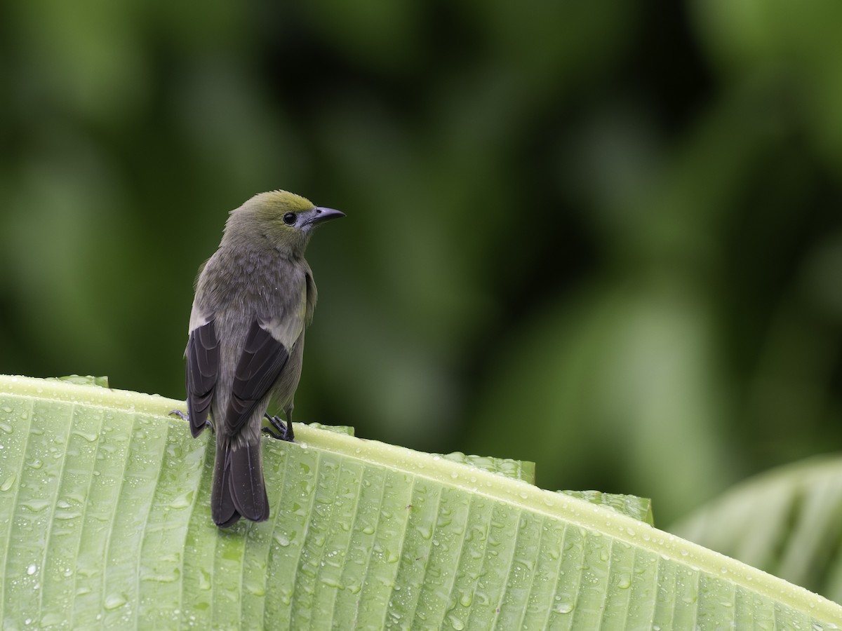 Palm Tanager - ML646311012