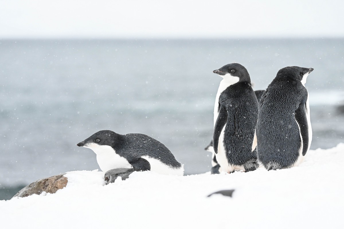 tučňák kroužkový - ML646311013