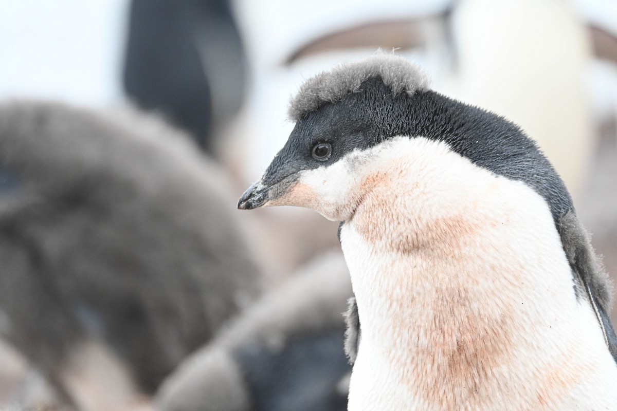 tučňák kroužkový - ML646311018