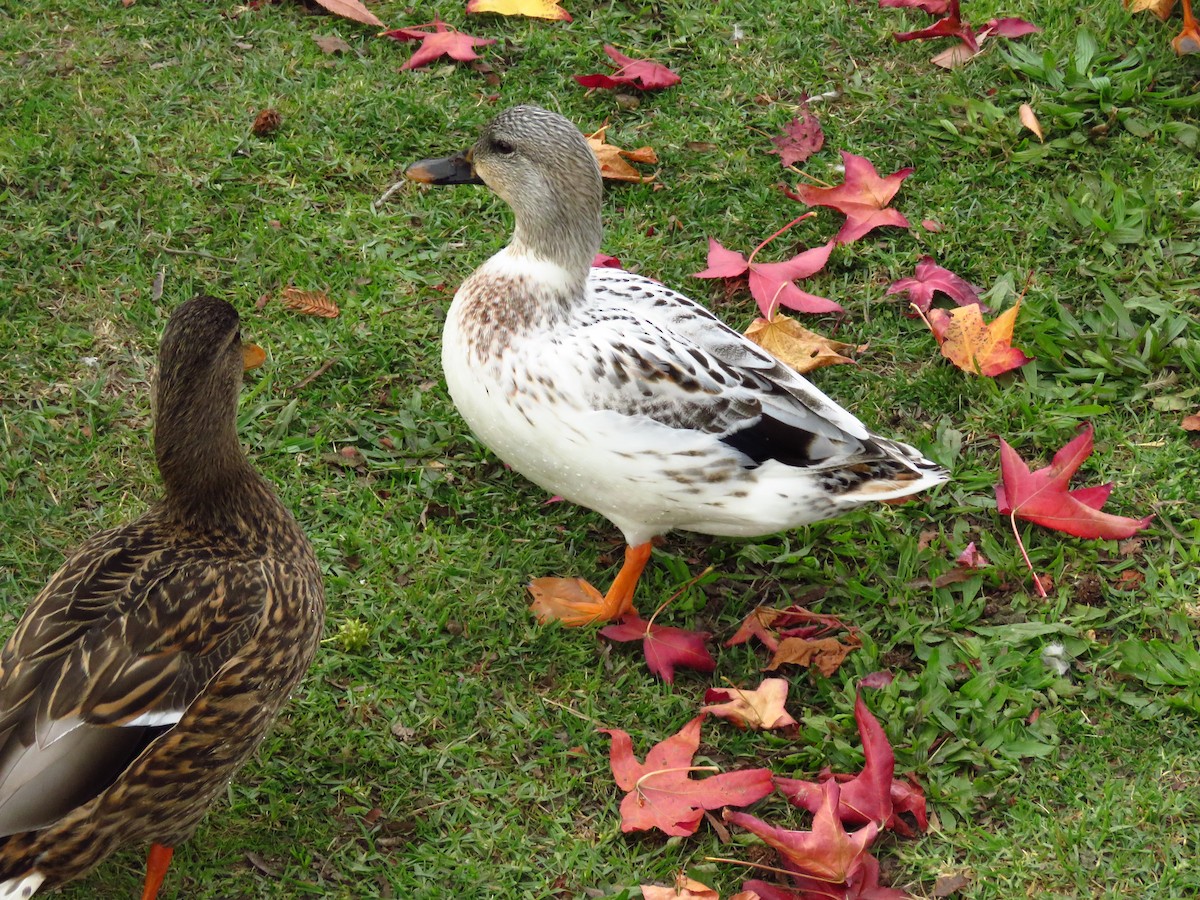 kachna domácí - ML646311019