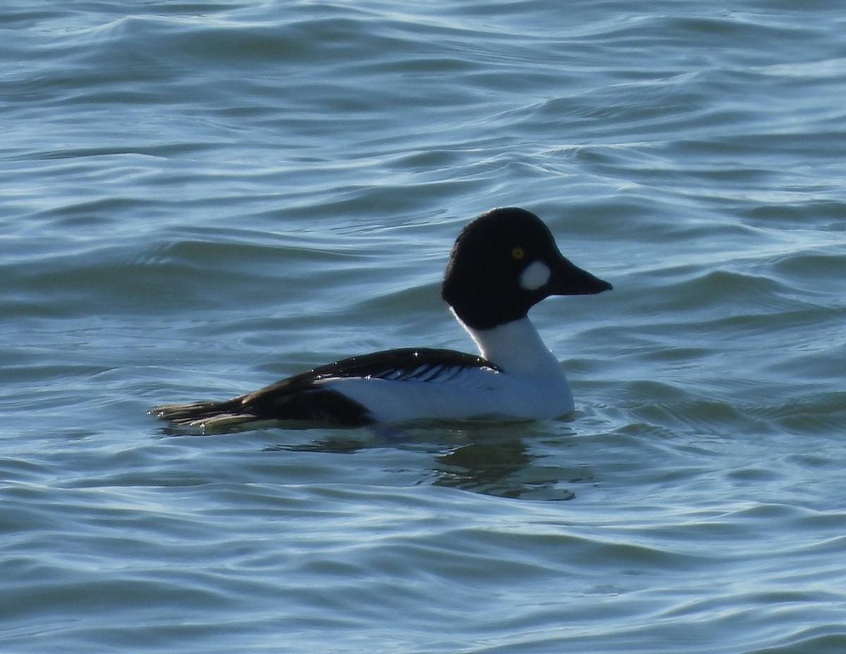 hohol severní - ML646311020