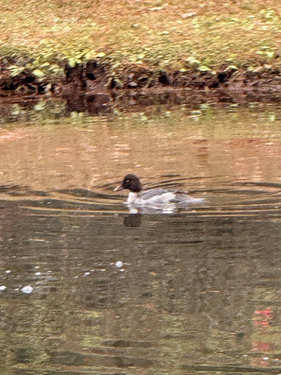 hohol severní - ML646311022