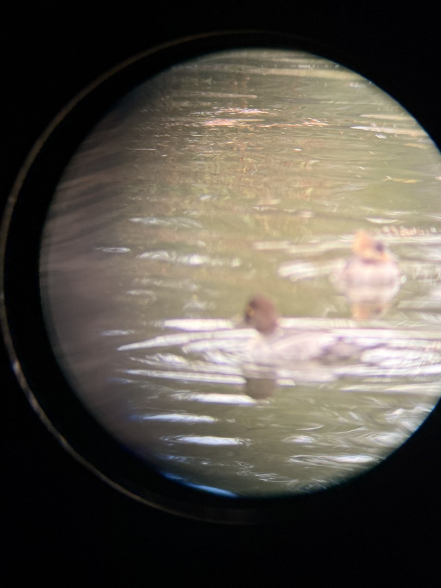 hohol severní - ML646311023