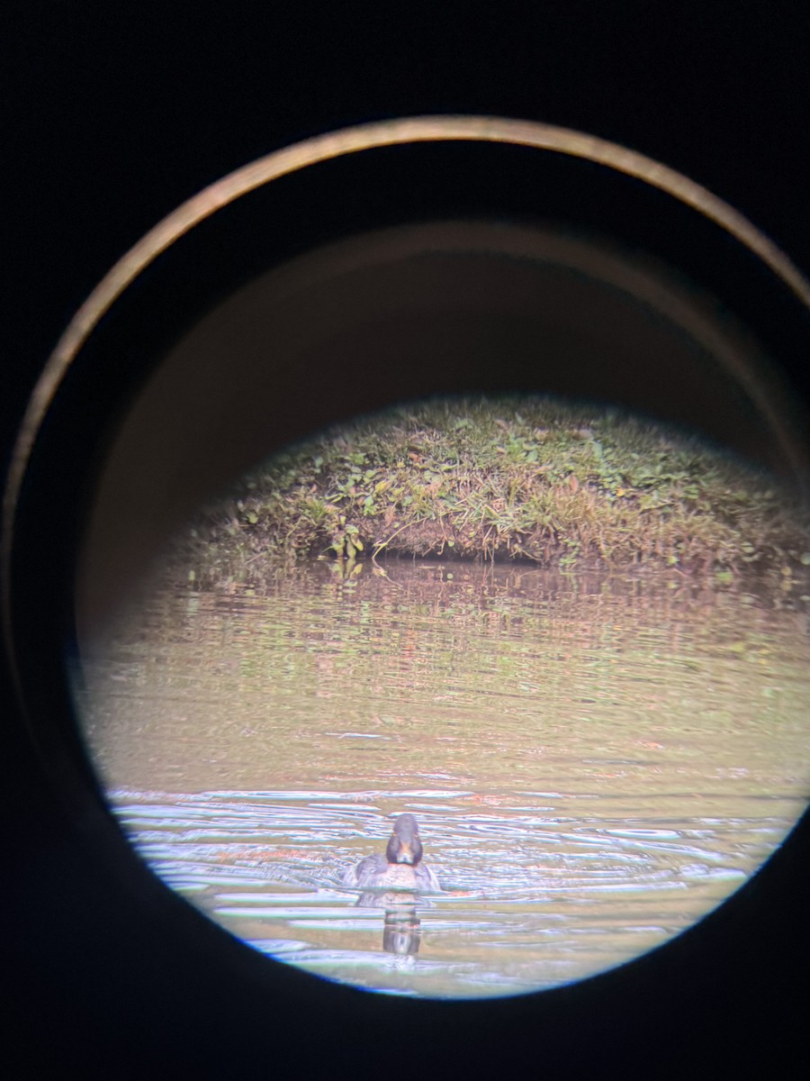 hohol severní - ML646311024