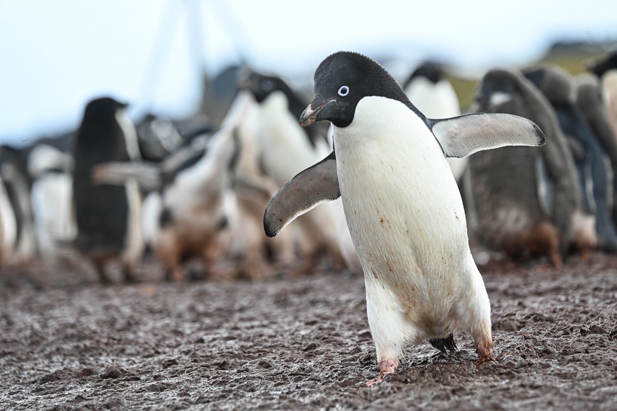 tučňák kroužkový - ML646311025