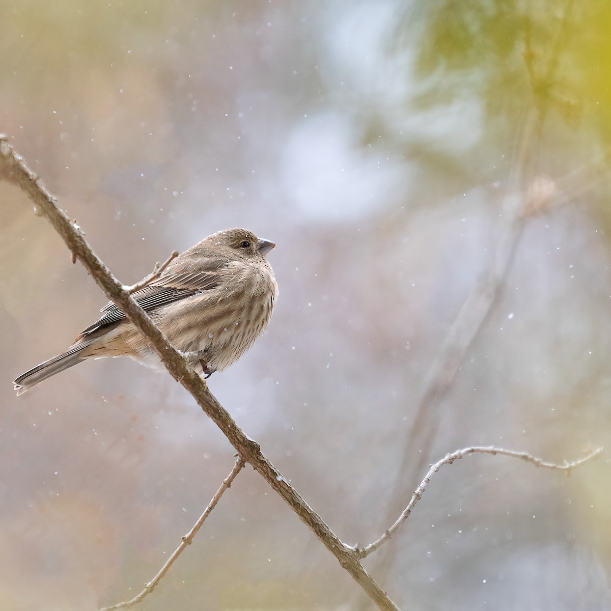 hýl rudoprsý - ML646311026