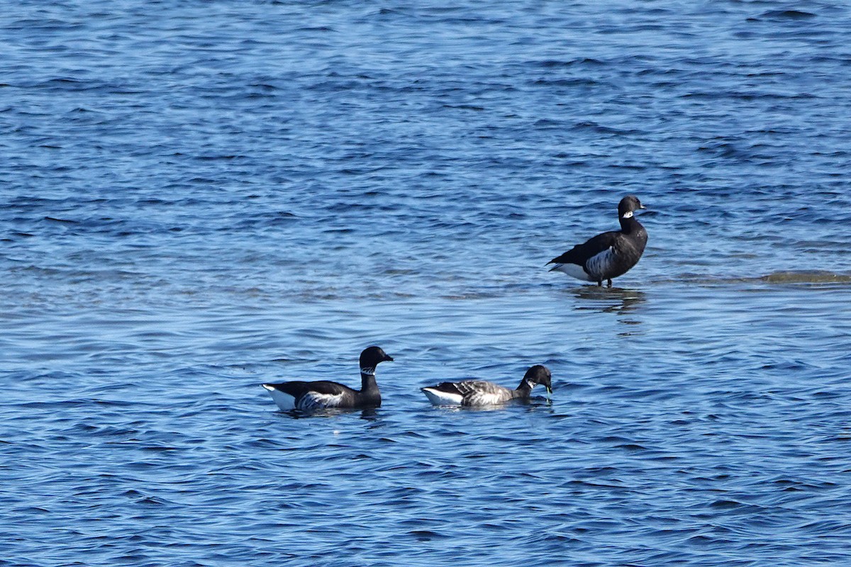 berneška tmavá - ML646311028