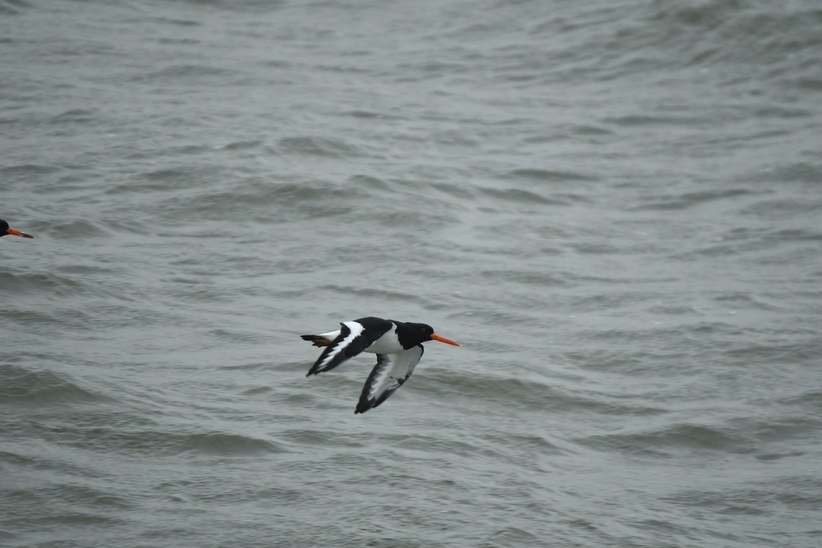 ústřičník velký - ML646311029