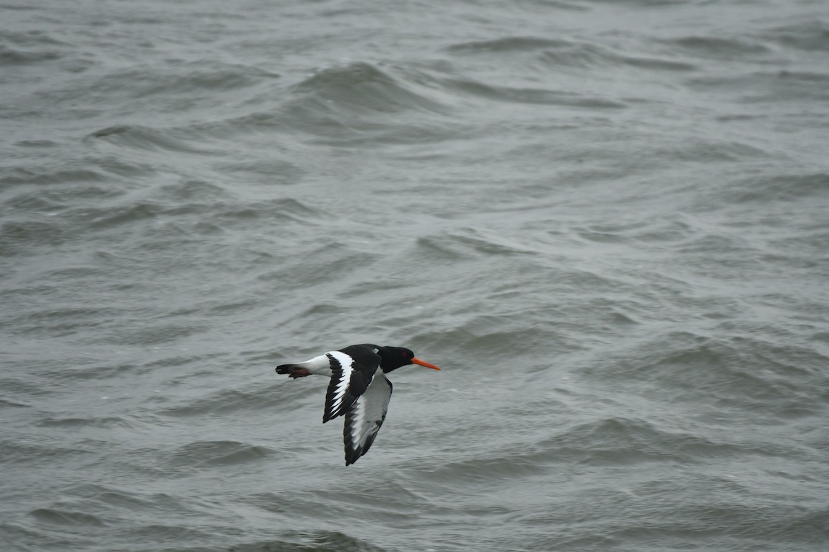 ústřičník velký - ML646311030